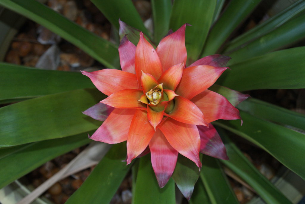 Guzmania minor
